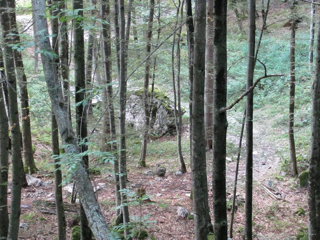 Slika_84.jpg - Vendar končno zagledam kolovoz, ki pomeni začetek ceste v dolino.