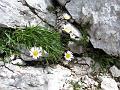 Slika_37