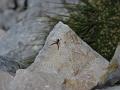 Slika_41