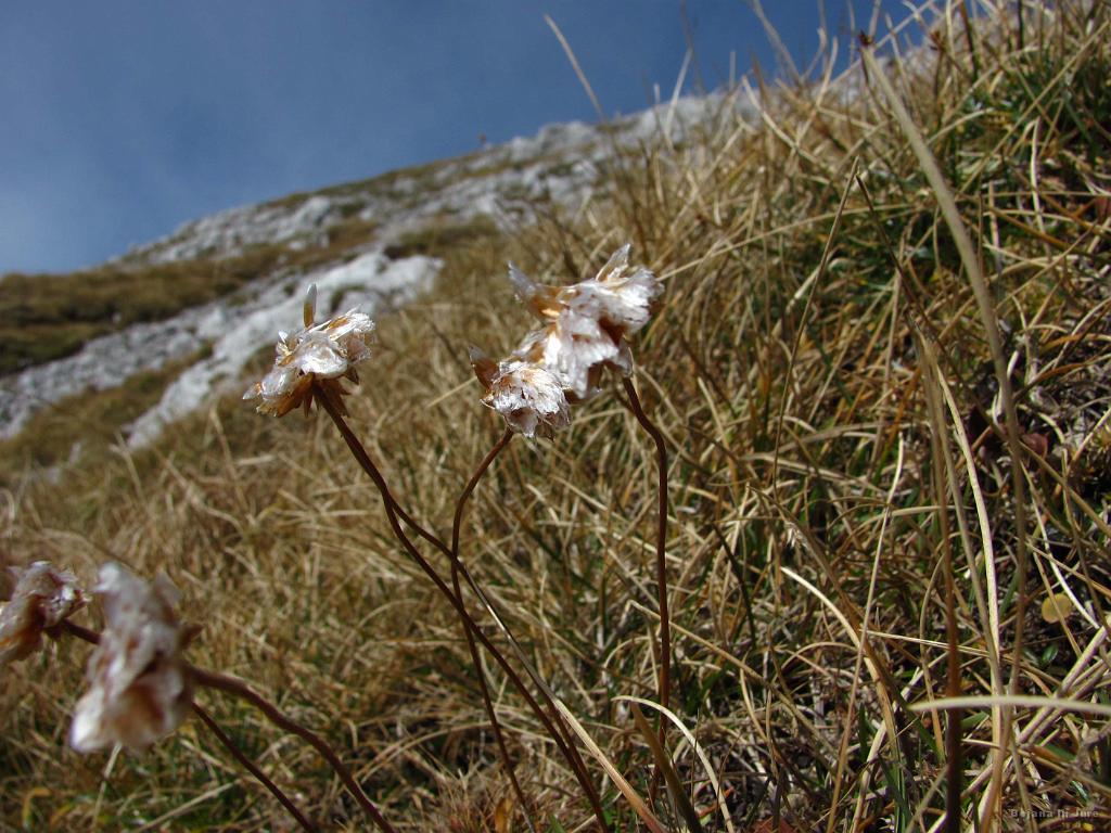 Slika_64.jpg - Rožice.