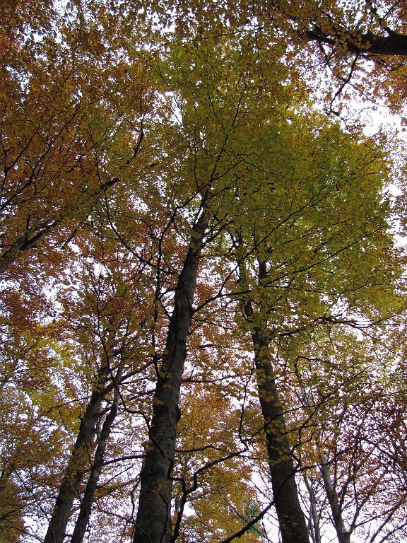 Slika_88.jpg - Jesenske barve.