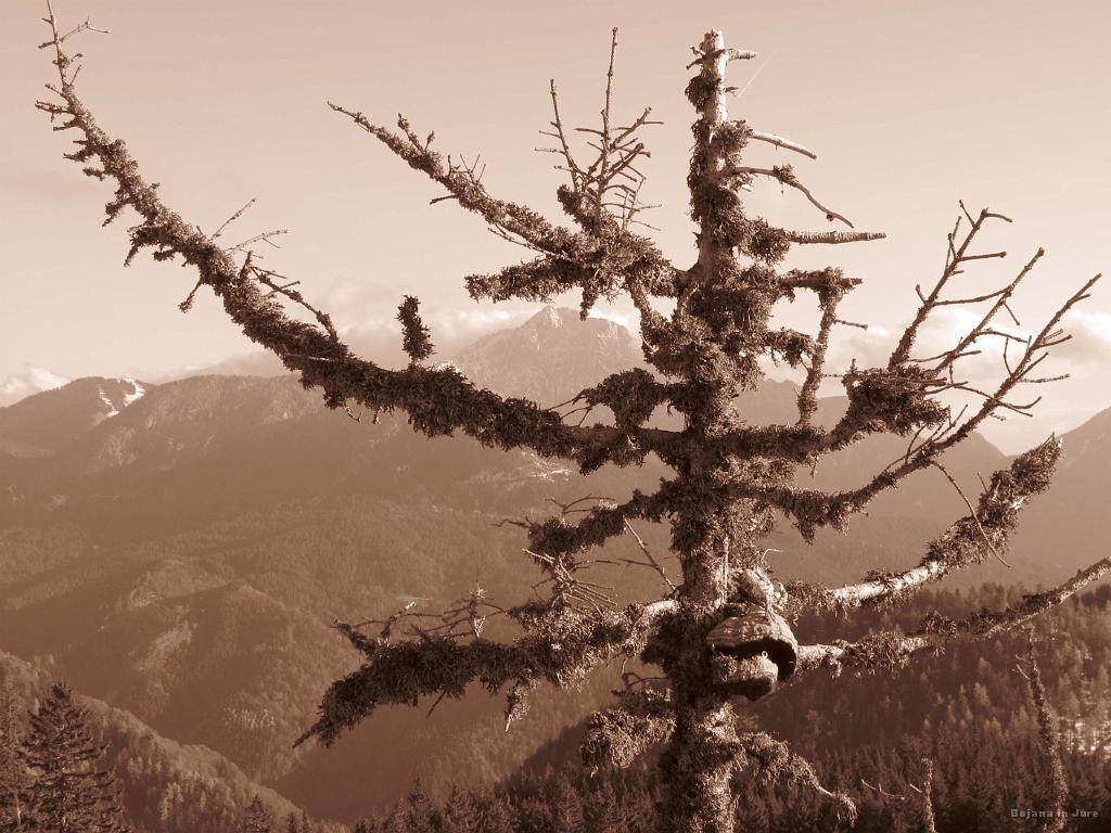 Slika_34.jpg - V ozadju Storžič.