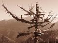 Slika_34