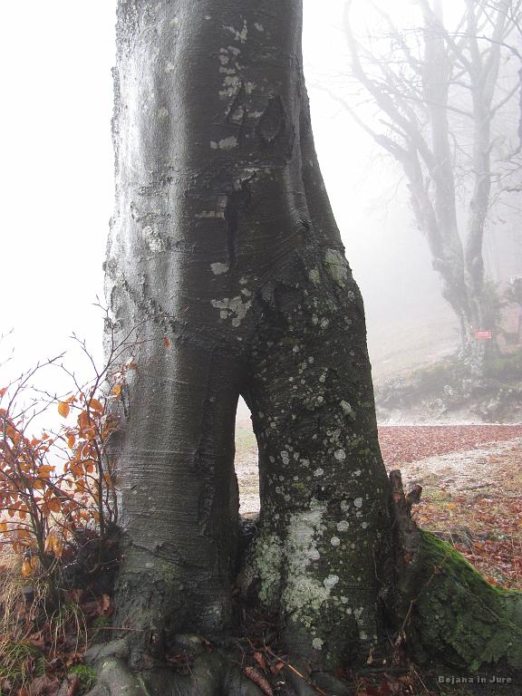 Slika_53.jpg - Ljubezen dreves (2.).