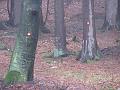 Slika_09
