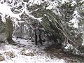 Slika_37