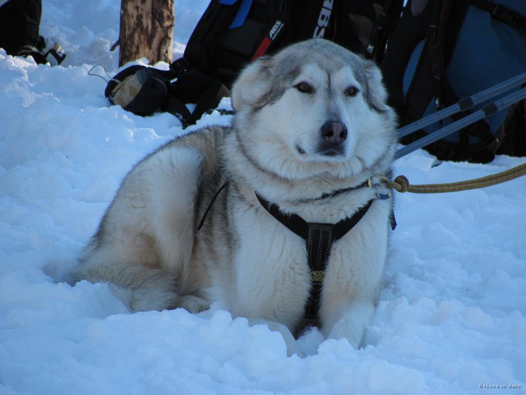 Slika_21.JPG - Bilo je mrzlo in vetrovno, vendar tega psa ni prav nič motilo.