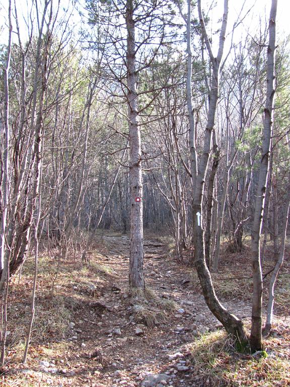 Slika_07.JPG - Složno vzpenjajoča potka nas prečno čez melišče pripelje do razpotja zahtevne in zelo zahtevne markirane poti na Gradiško Turo.