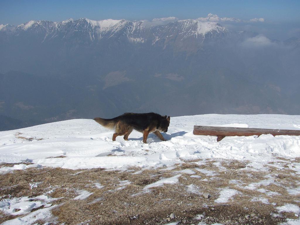 Slika_43.jpg - Kuža, njegova gospodarja pa...