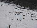 Slika_36
