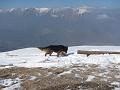Slika_43