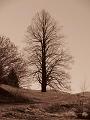 Slika_46