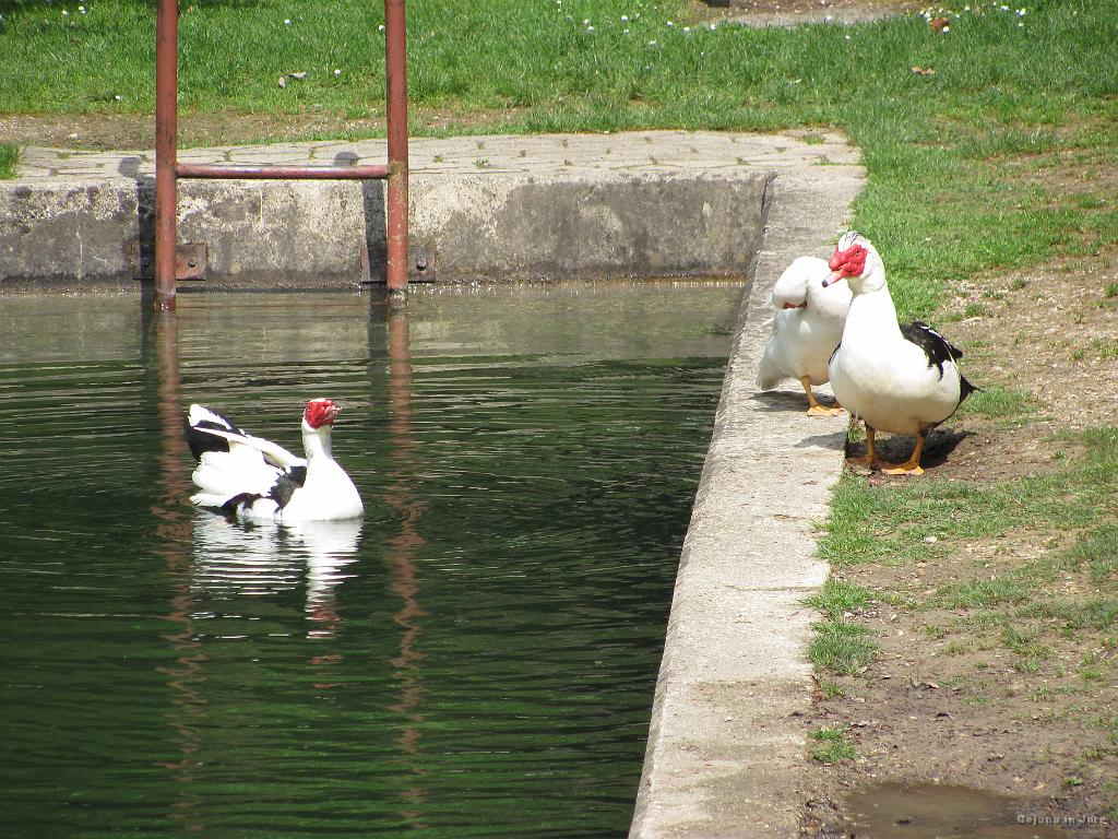 Slika_35.jpg - Če se ne motim so to gosi.