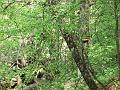 Slika_33