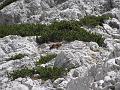 Slika_33