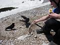 Slika_37