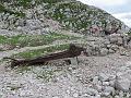 Slika_82