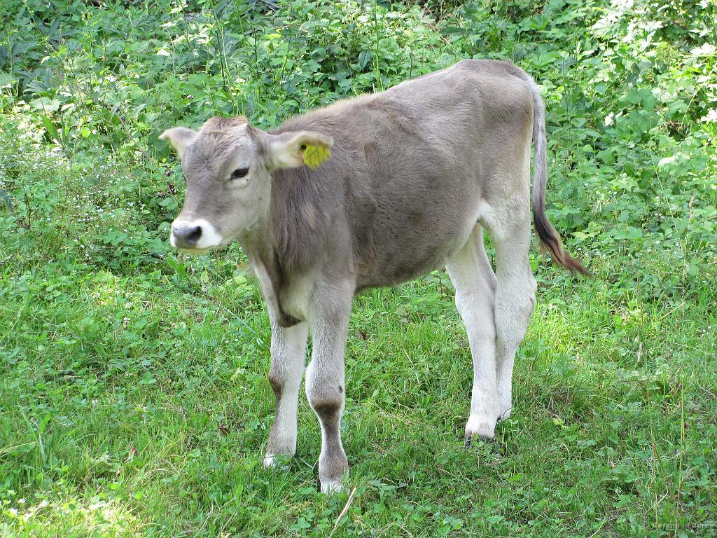 Slika_83.jpg - Mlada kravica ob poti.