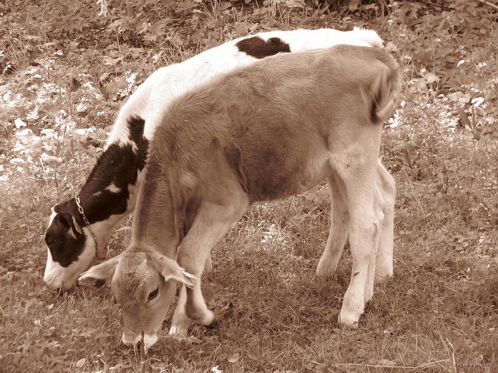 Slika_84.jpg - ...s kolegico.