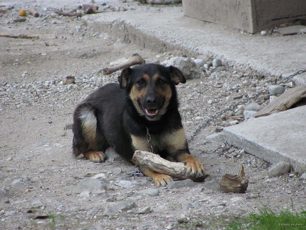 Slika_90.jpg - No, po kratkem plavanju in zajetnem izležavanju sva se vrnila. Kuža čuvajka.
