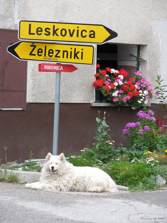 Slika_05.jpg - Kuža...ni se dal motiti.