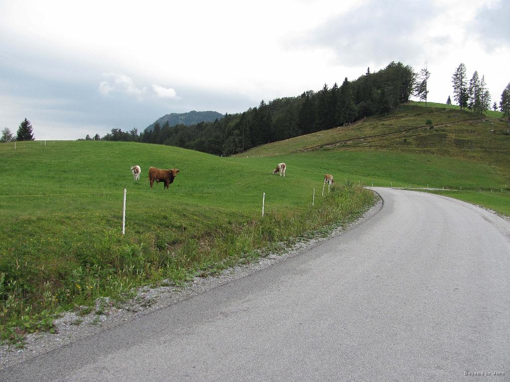 Slika_10.jpg - Iz Tuškovega griča v smeri Porezna naju najprej pelje asfaltna cesta. Živina zajtrkuje.
