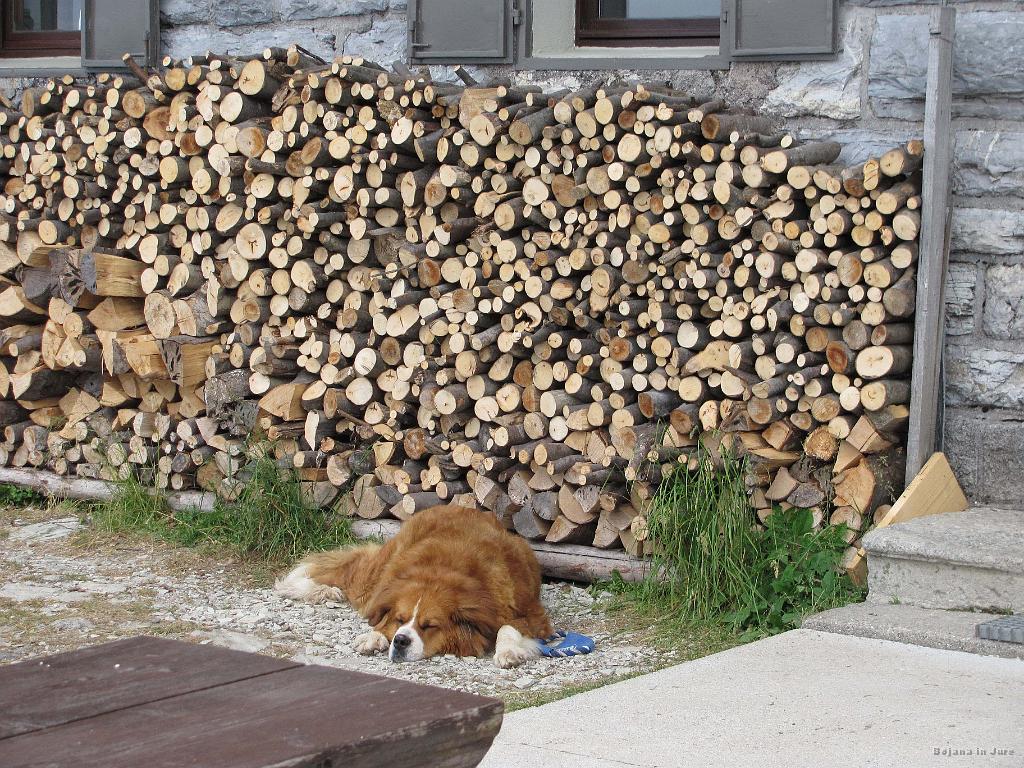 Slika_32.jpg - Težko pasje življenje ob koči na Poreznu.