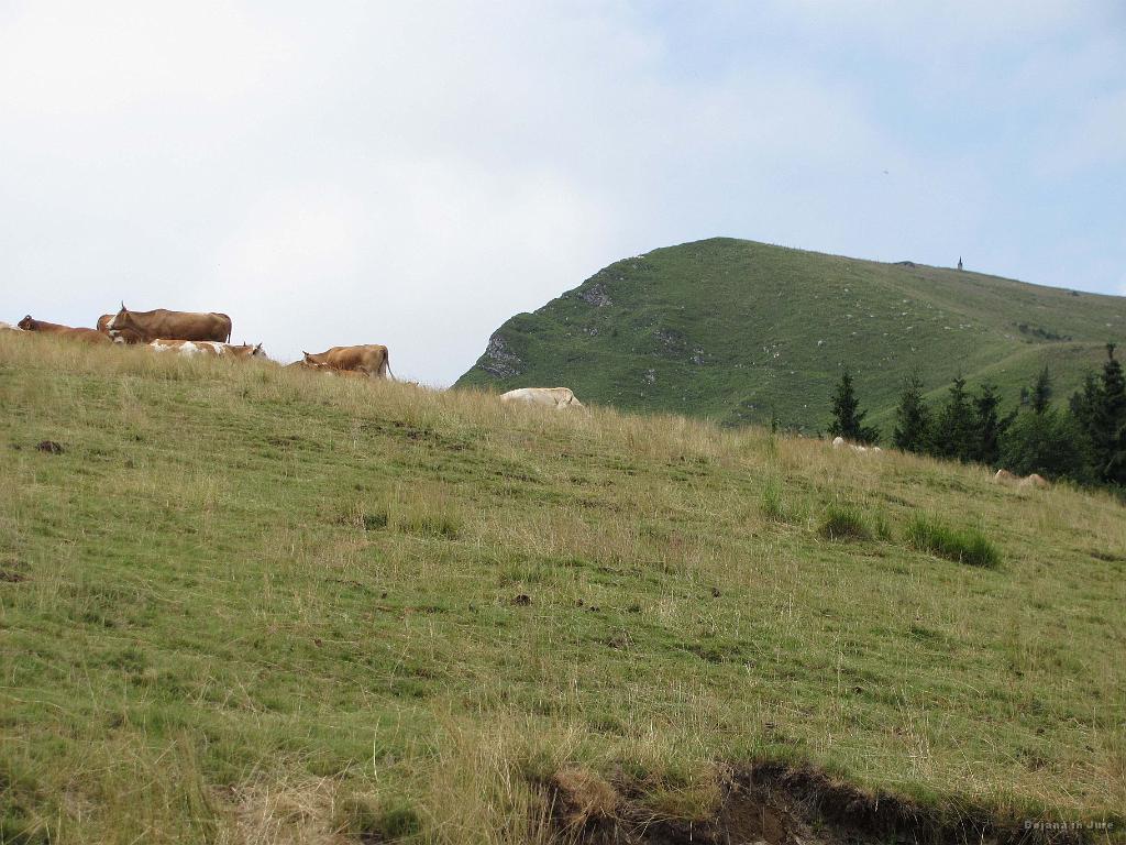 Slika_41.jpg - Živina se ima res lepo tu pod vrhom Porezna.