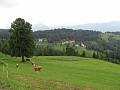 Slika_11