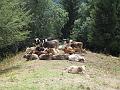 Slika_48