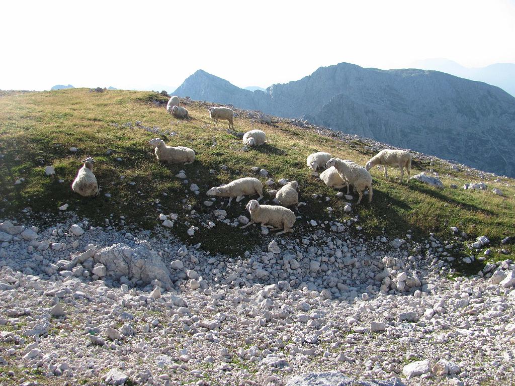 Slika_107.jpg - Ovci v sredini se pa res "lušta".