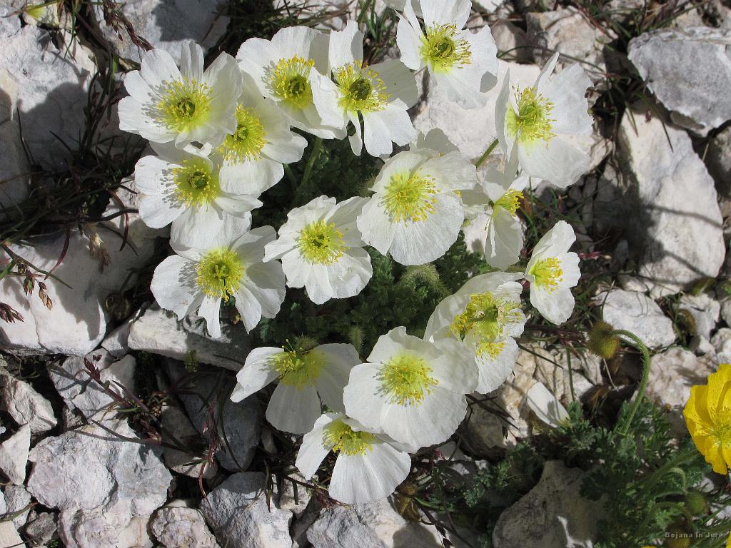 Slika_129.jpg - Rožce.