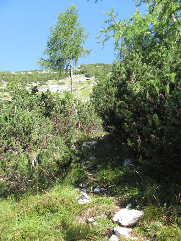 Slika_197.jpg - Lep, prijeten in ne preveč zahteven vzpon.