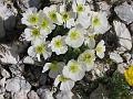 Slika_129
