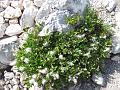 Slika_157
