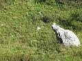 Slika_194
