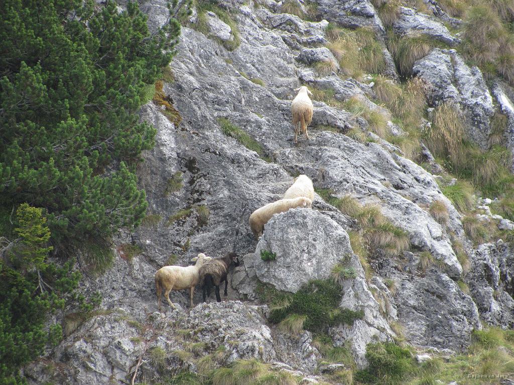 Slika_19.jpg - Gorske ovce.