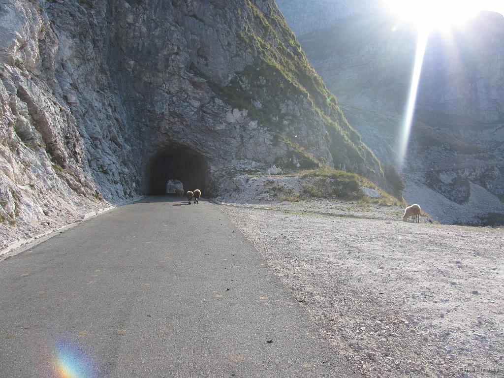 Slika_21.jpg - Skupaj z ovcami skozi tunel. Prav nič jih ne brigajo ljudje in avti. Zakaj bi jih pa, saj so tu "doma".