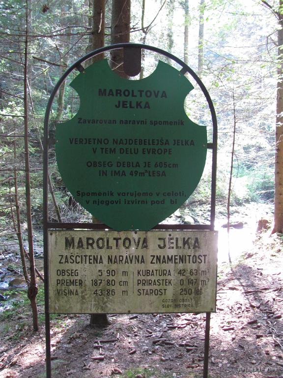 Slika_20.jpg - Maroltova jelka, ki pa žal...