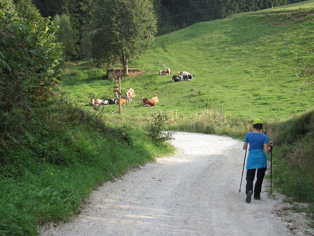 Slika_41.jpg - Kravice ;)