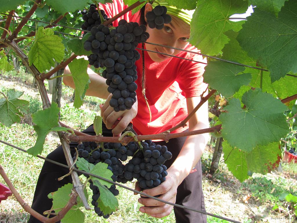 Slika_54.jpg - Popoldne pa Modri Pinot.