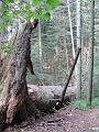 Slika_22