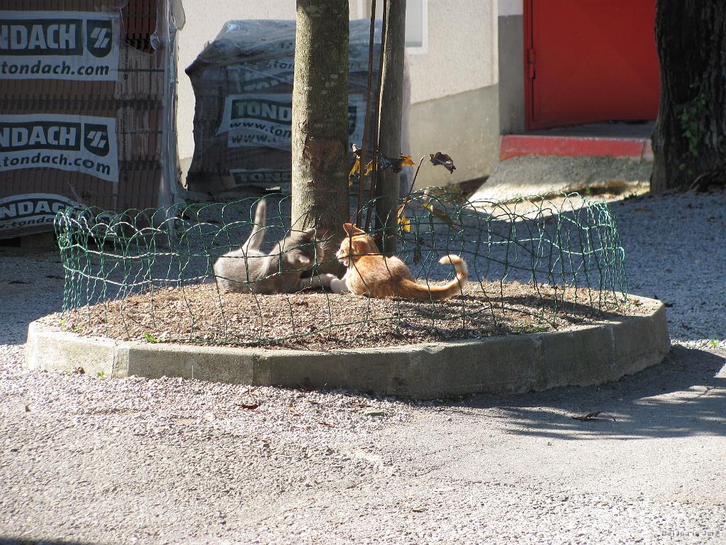 Slika_14.jpg - Muckov ta rompompom okrog poroke ni zanimal in sta se igrala naprej.