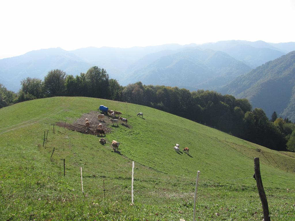 Slika_56.jpg - Pri Kolencu se pasejo krave. Še malo!