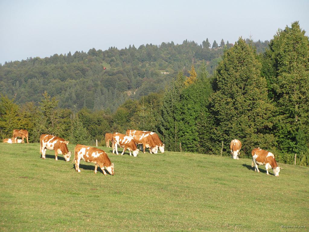 Slika_77.jpg - Krave se pasejo v zaenkrat še dovolj močnem soncu. Pa saj bova kmalu v Logatcu, kajne?