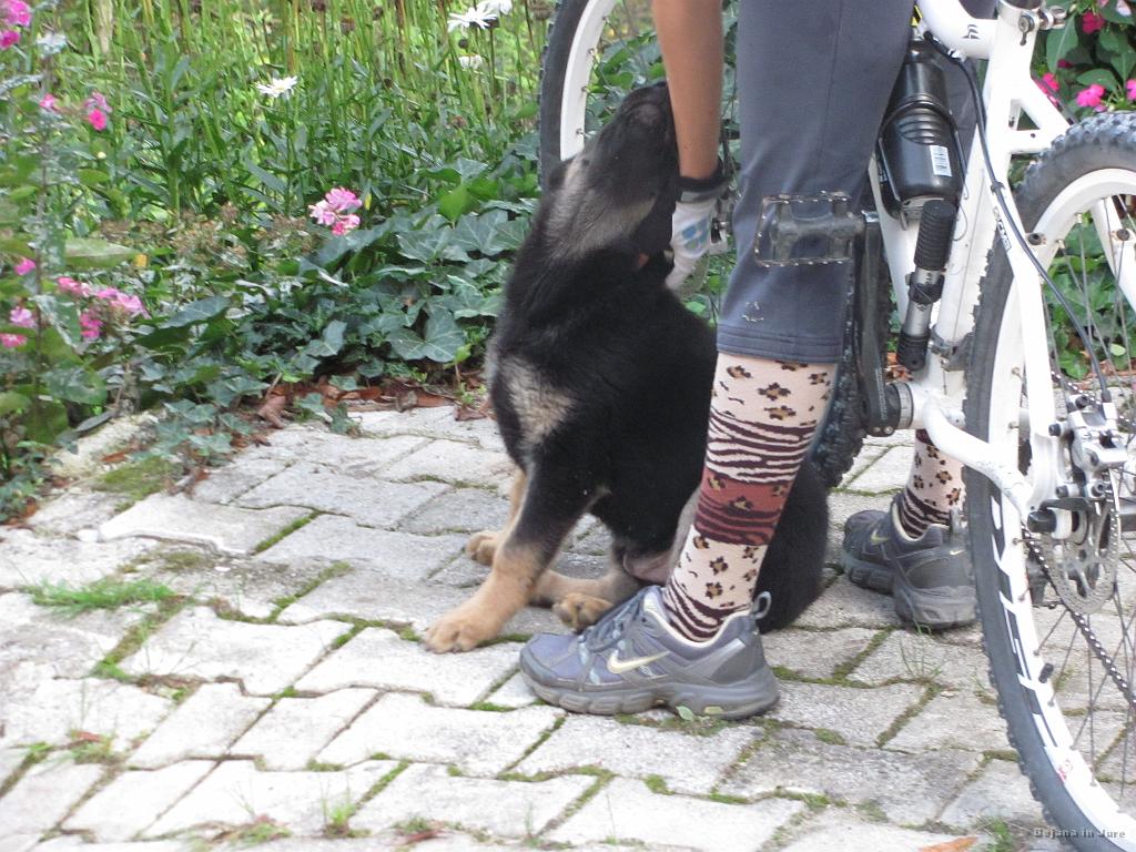Slika_84.jpg - Jure je odlično raztolmačil zemljevid in naju usmeril med poslopja kmetije Skrotnik, kjer naju je pozdravil še čisto mlad kuža. Kratko crkljanje, nato pa spet na pot.