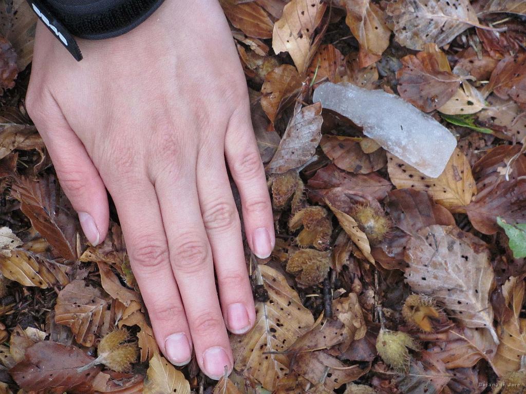 Slika_10.jpg - ...lahko slišite padajoče kamenje. No, ne ravno kamenje, ampak ledene kose z dreves. Velikost je bila kar konkretna, kot kaže ta slika. En tak kos sem dobil tudi direktno na glavo, verjetno z nižjega drevesa, saj sem še živ Ker čelad nisva imela, sva najini glavi branila s kapo, kapuco in podložitvijo kape. . Ja, še ena izkušnja!