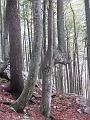 Slika_11