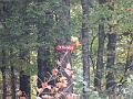 Slika_64