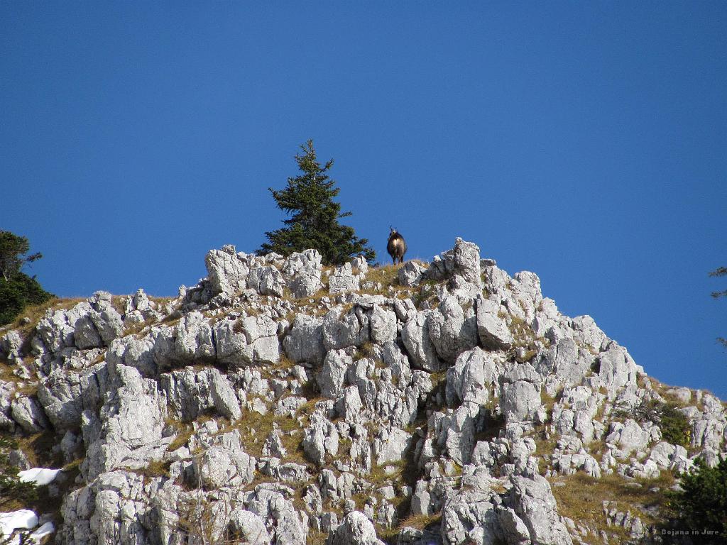 Slika_18.jpg - Slika pove vse. Gamsi in midva :)
